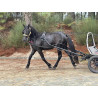 PONY C