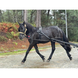 PONY C
