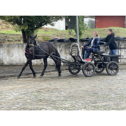 PONY C