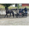 PONY C