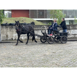 PONY C
