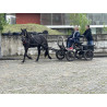 PONY C