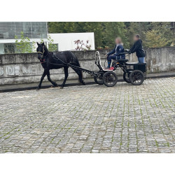 PONY C