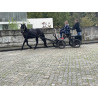 PONY C