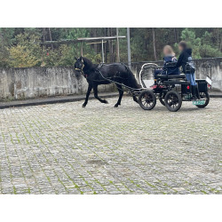 PONY C