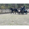 PONY C