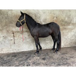 PONY C