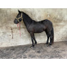 PONY C
