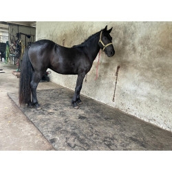 PONY C