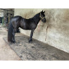 PONY C