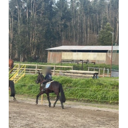 PONY C