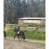 PONY C