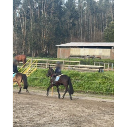 PONY C