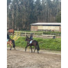 PONY C