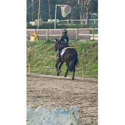 PONY C