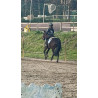 PONY C