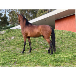 Lusitana Pura