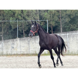 Potro Hannoveriano