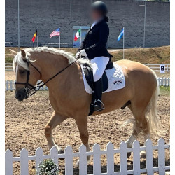 Hispano Breton Palomino