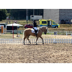 Hispano Breton Palomino