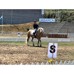 Hispano Breton Palomino