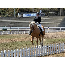 Hispano Breton Palomino