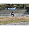Hispano Breton Palomino