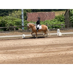 Hispano Breton Palomino