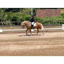 Hispano Breton Palomino