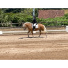 Hispano Breton Palomino