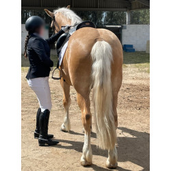 Hispano Breton Palomino