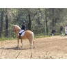 Hispano Breton Palomino