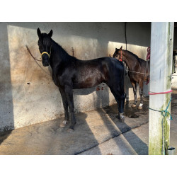 Potros Centro Europeos Hannoverianos