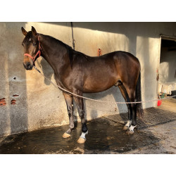 Potros Centro Europeos Hannoverianos