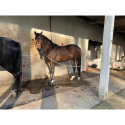 Potros Centro Europeos Hannoverianos