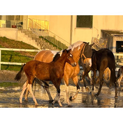 Potros Hijos de Hannoveriano