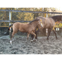 Potros Hijos de Hannoveriano