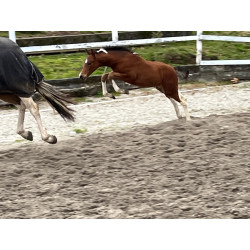 Potros Hijos de Hannoveriano