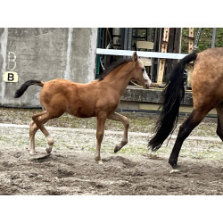 Potros Hijos de Hannoveriano