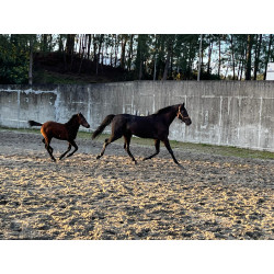 Potros Hijos de Hannoveriano