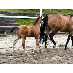 Potros Hijos de Hannoveriano
