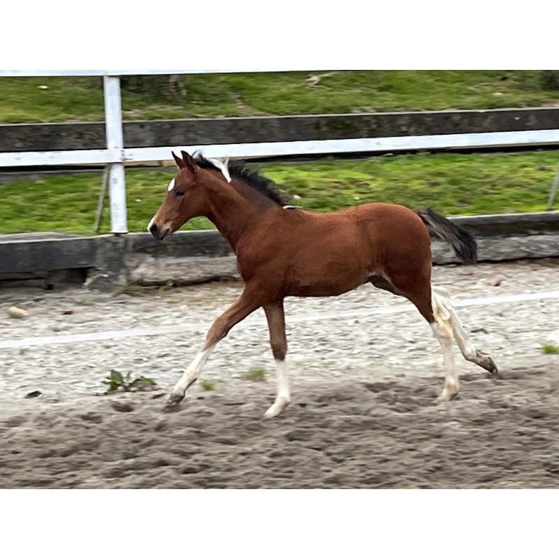 Potros Hijos de Hannoveriano