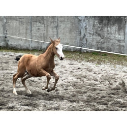 Potros Hijos de Hannoveriano