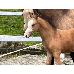 Potros Hijos de Hannoveriano