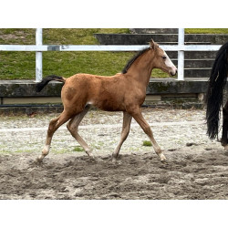 Potros Hijos de Hannoveriano