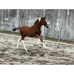 Potros Hijos de Hannoveriano