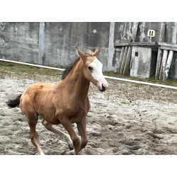 Potros Hijos de Hannoveriano