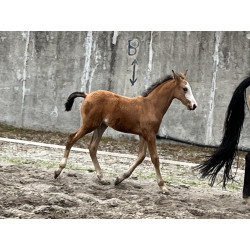 Potros Hijos de Hannoveriano