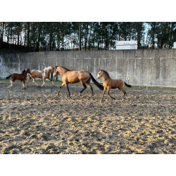 Potros Hijos de Hannoveriano