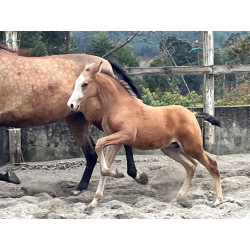 Potros Hijos de Hannoveriano